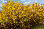 Forsythia First Editions® Spring Fling®