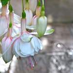 Fuschia Annabella White