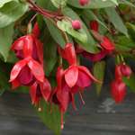 Fuschia Marinka