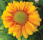 Gaillardia Arizona Apricot Shades