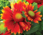 Gaillardia Arizona Red Shades