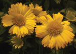 Gaillardia Mesa Yellow F1