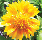 Gaillardia Mesa Peach F1