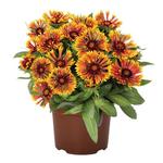 Gaillardia Spintop Mariachi Copper Sun
