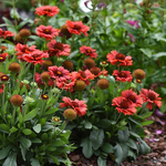 Gaillardia Spintop Mariachi Red Sky
