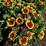 Gaillardia Spintop Red Starbust