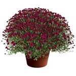 Arlette Purple