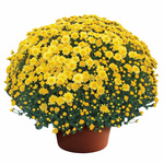 Chelsey Yellow