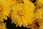 Cheryl Sparkling Yellow