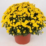 Chloe Yellow
