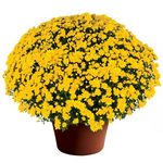 Makayla Yellow
