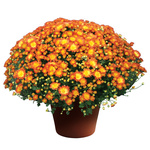 Stacy Dazzling Orange