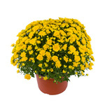 Tanya Yellow