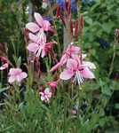 Gaura Siskiyou Pink