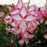 Gaura Rosy Jane