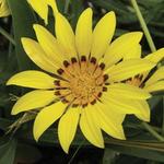 Gazania Gold
