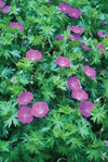 Geranium Sanguineous Vision Violet
