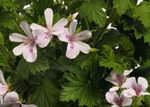 Geranium Scented