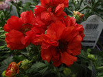 Geum Double Bloody Mary