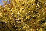 Ginkgo Autumn Gold