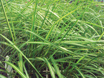 Grass Avalanche
