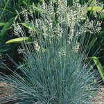 Grass Fescue Elijah Blue