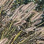 Grass Hameln Dwarf Fountain
