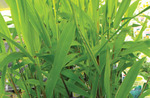 Grass Northern Sea Oats