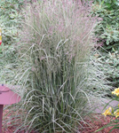 Grass Overdam