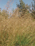 Grass Prairie Dropseed