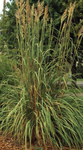 Grass Raven