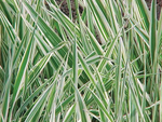 Grass Varigated Ribbon