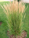 Grass Karl Foerster Grass