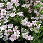 Gypsophila Filou Rose
