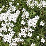 Gypsophila Filou White
