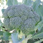 Broccoli Gypsy F-1 Hybrid