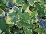 Hedera Helix Gold Child