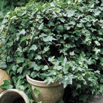 Hedera Helix Thorndale (Baltic)