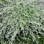 Helichrysum Silverstar