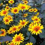 Heliopsis Burning Hearts