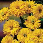 Heliopsis Summer Sun