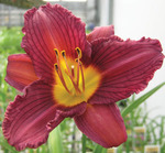 Hemerocallis Purple Doro