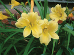 Hemerocallis Stella D'oro