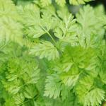 Chervil