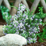 Rosemary Tuscan Blue
