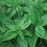 Basil Sweet Genovese