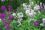 Hesperis Sweet Rocket Mix