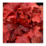 Heuchera Fire Alarm