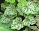 Heuchera Americana Dale's Strain