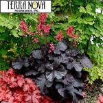 Heuchera Black Forest Cake
